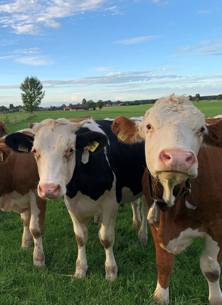 Unsere Kalbinnen auf der Weide