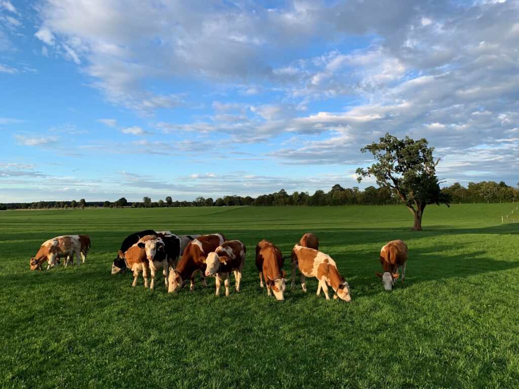 Unsere Kalbinnen auf der Wiese