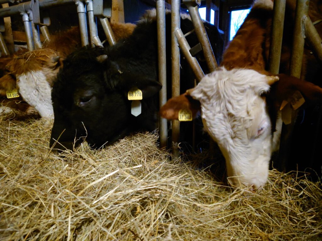 Unsere Koima und Oxn | Lang Hof Lochham